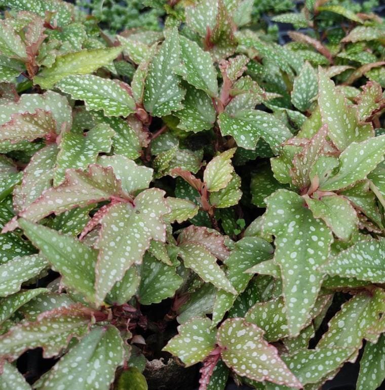 Angel begonia (jiffy sized) - Image 2