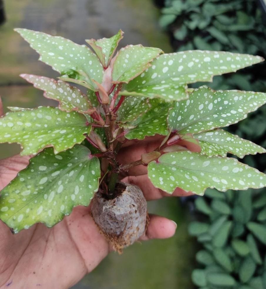 Angel begonia (jiffy sized) - Image 3