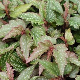 Angel begonia (jiffy sized)