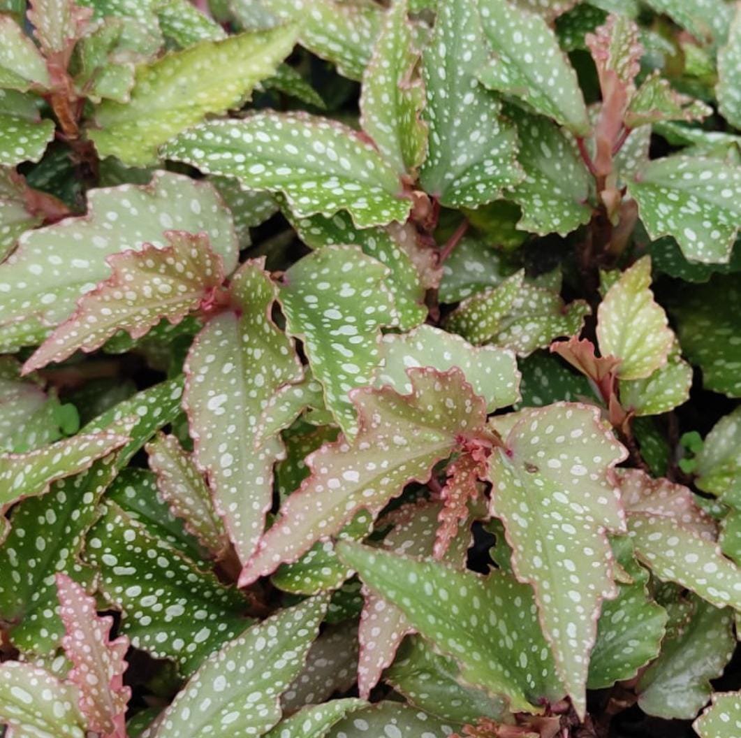 Angel begonia (jiffy sized)