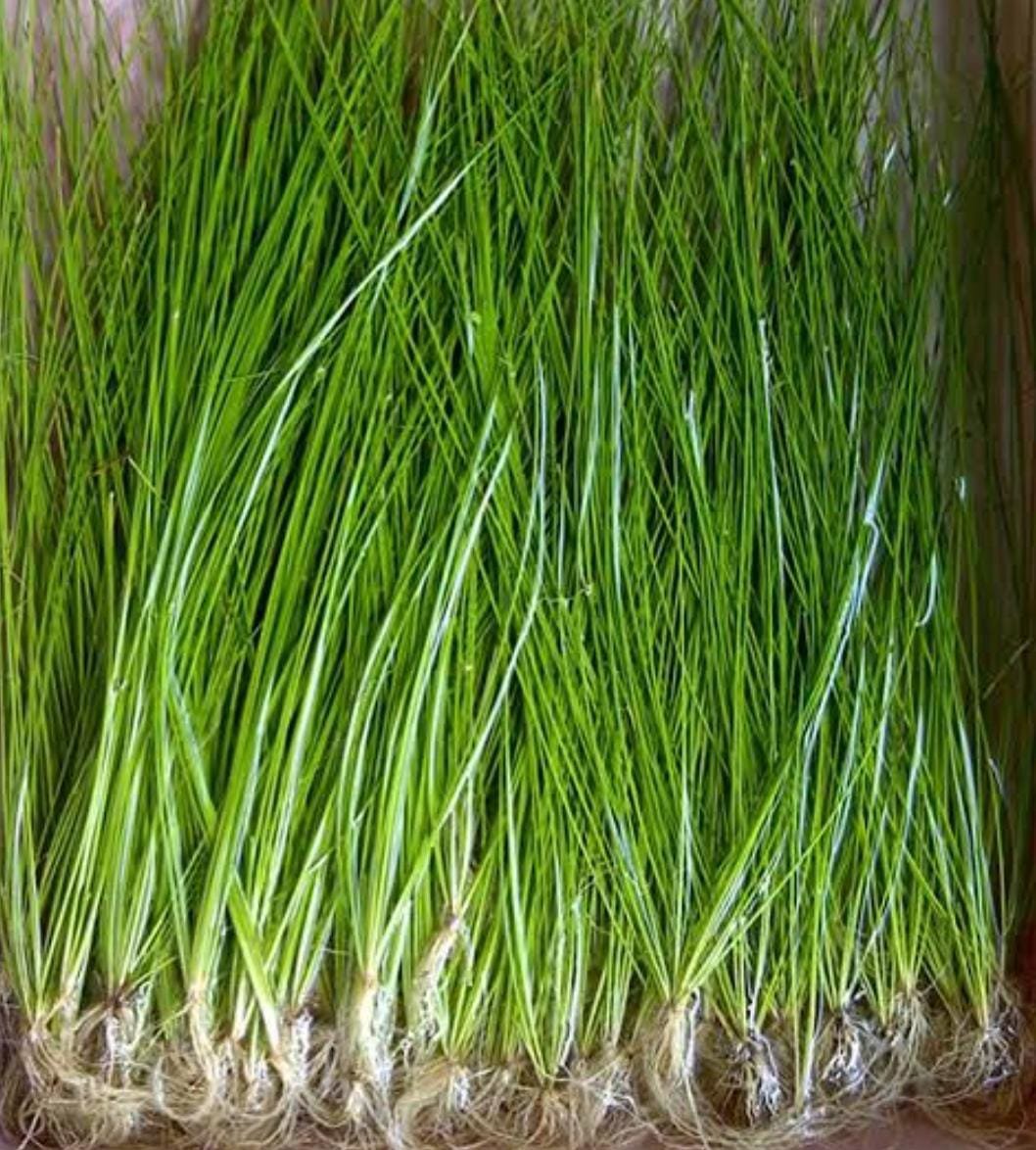 Eleocharis montevidensis grass (large pot) - Image 3
