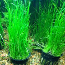 Eleocharis montevidensis grass (large pot)