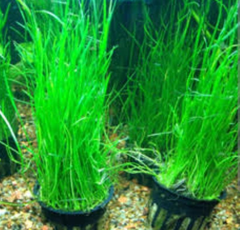 Eleocharis montevidensis grass (large pot) - Image 2