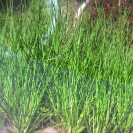 Eleocharis montevidensis grass (large pot)