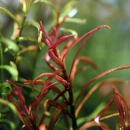 Rotala red cross (6 stems)