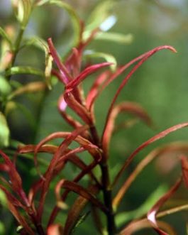 Rotala red cross (6 stems)