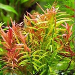 Rotala red cross (6 stems)