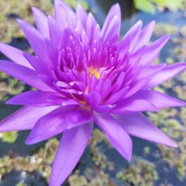 King of siam waterlily plant