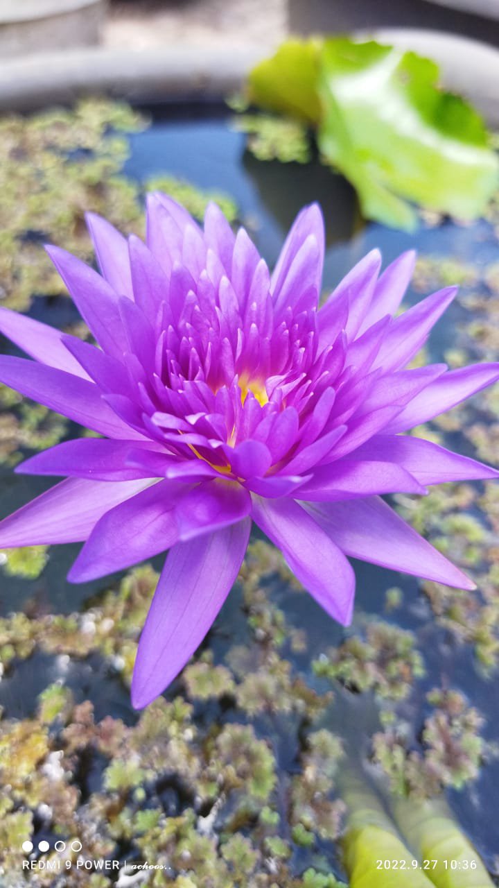 King of siam waterlily plant - Image 2