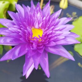 King of siam waterlily plant