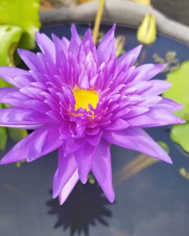 King of siam waterlily plant