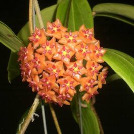 Hoya valmayoriana (jiffy sized)