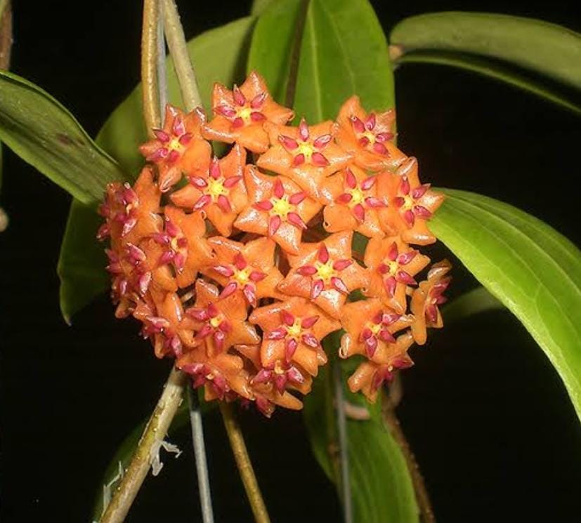 Hoya valmayoriana (jiffy sized)