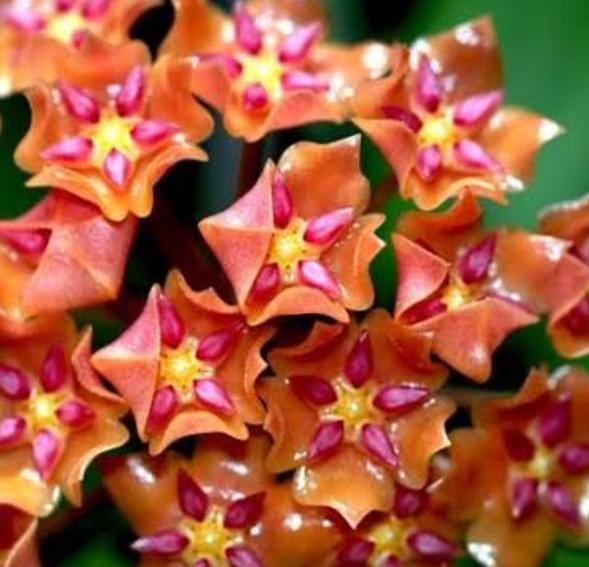 Hoya valmayoriana (jiffy sized) - Image 5