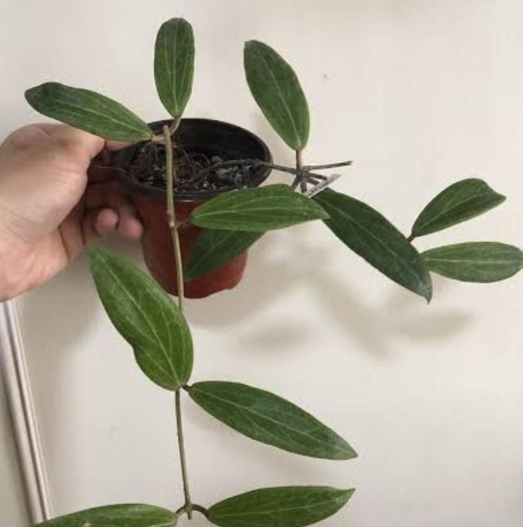 Hoya valmayoriana (jiffy sized) - Image 2