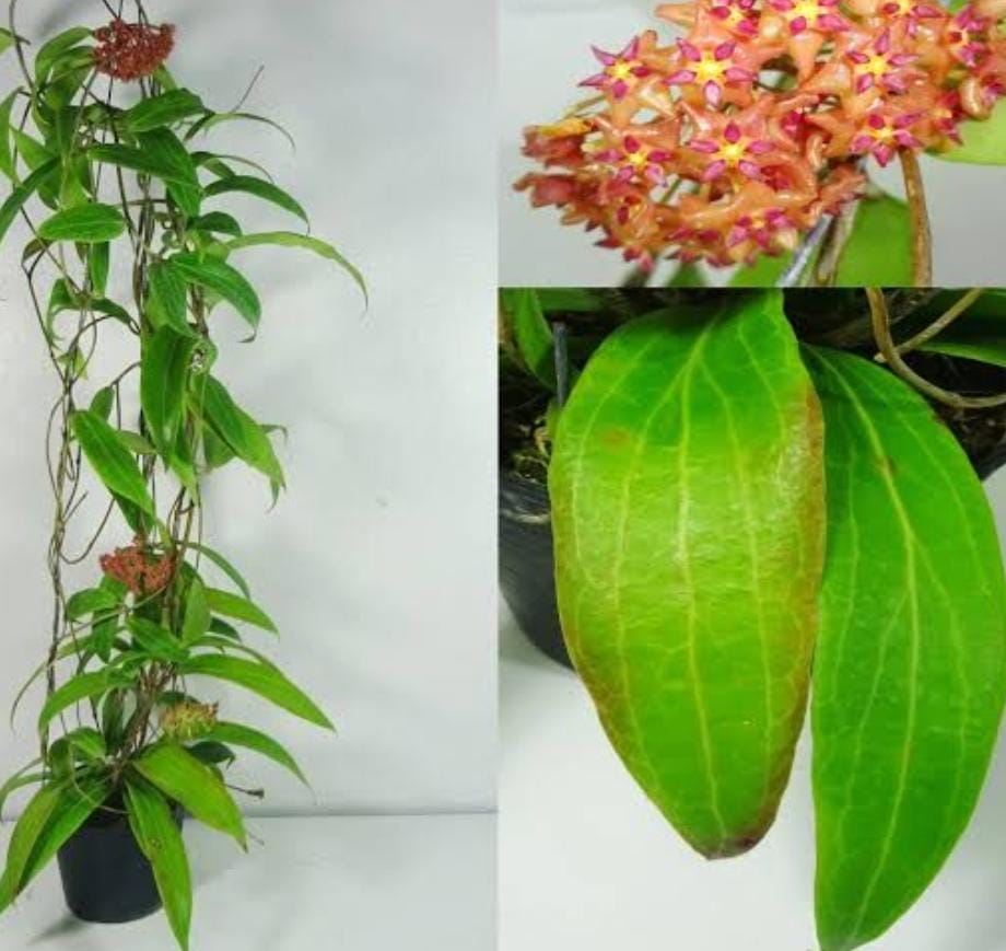 Hoya valmayoriana (jiffy sized) - Image 3