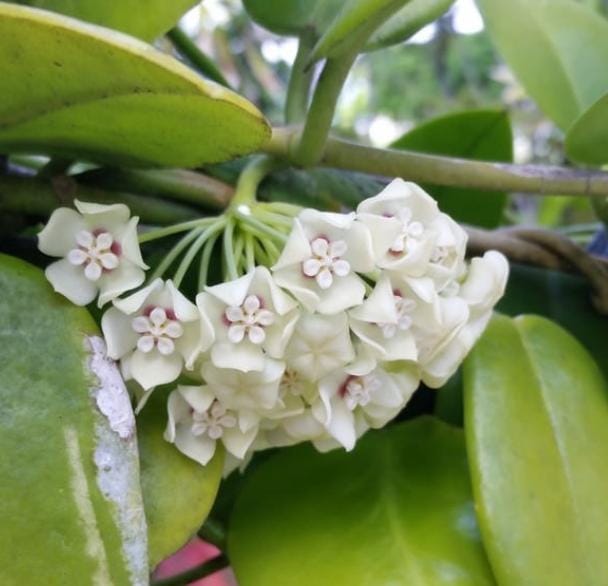 Hoya Australis (jiffy sized) - Image 4