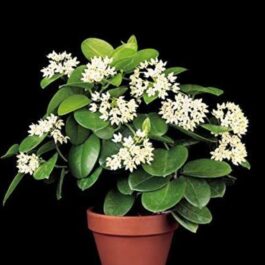 Hoya Australis (jiffy sized)