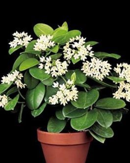 Hoya Australis (jiffy sized)