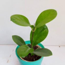 Hoya Australis (jiffy sized)