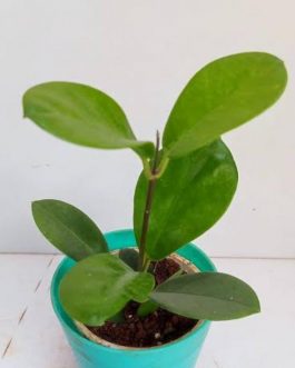 Hoya Australis (jiffy sized)