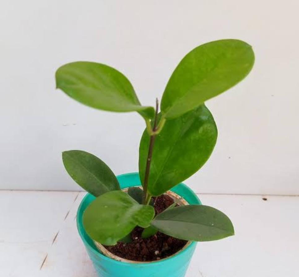 Hoya Australis (jiffy sized) - Image 2