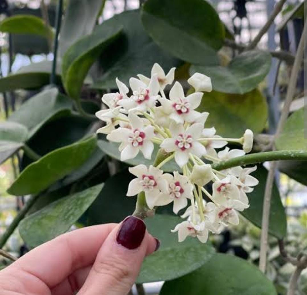 Hoya Australis (jiffy sized) - Image 3