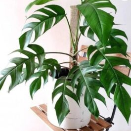 Dragon tail monstera (jiffy sized)