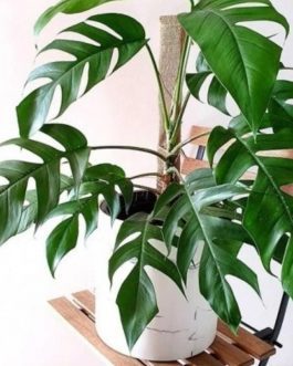 Dragon tail monstera (jiffy sized)