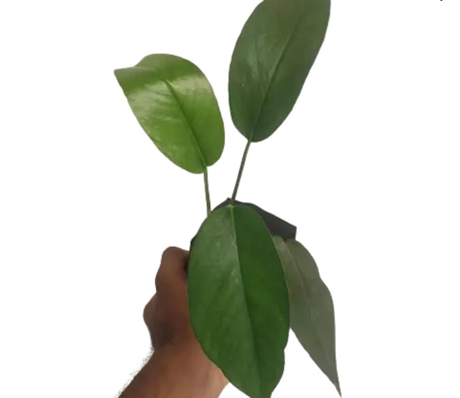 Dragon tail monstera (jiffy sized) - Image 4