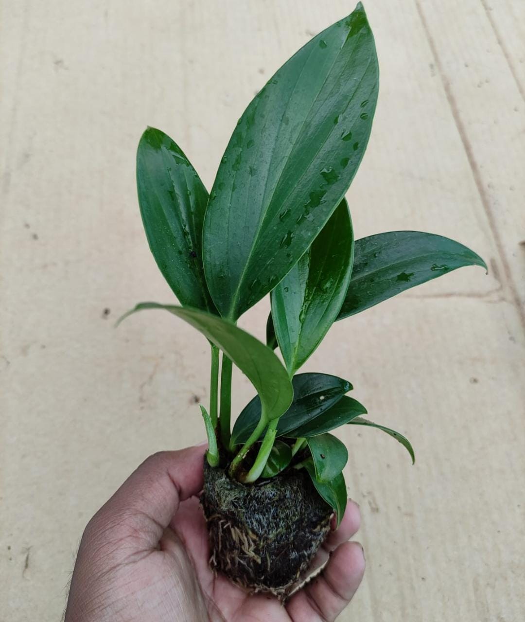 Dragon tail monstera (jiffy sized) - Image 3