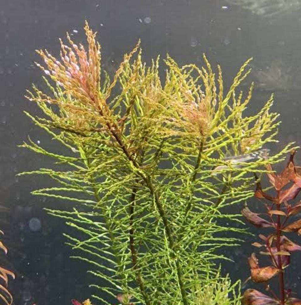 Ludwigia Tornado (6 stem) - Image 4