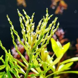 Ludwigia Tornado (6 stem)