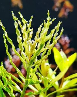 Ludwigia Tornado (6 stem)