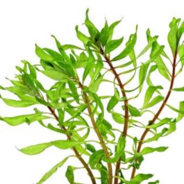 Ludwigia Tornado (6 stem)