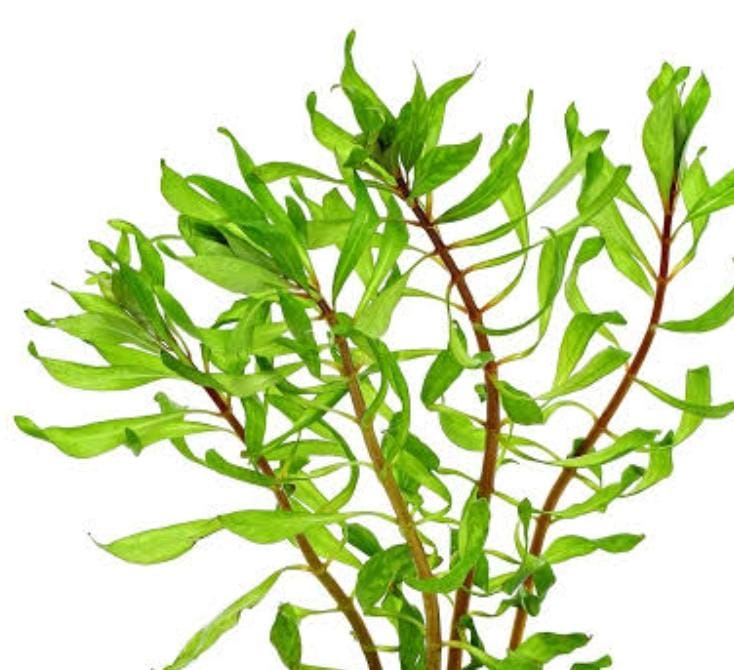 Ludwigia Tornado (6 stem) - Image 2