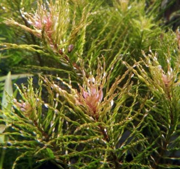 Ludwigia Tornado (6 stem) - Image 3