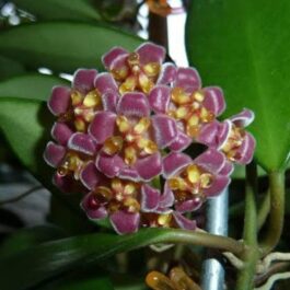 Hoya Burtoniae (jiffy sized)