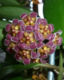 Hoya Burtoniae (jiffy sized)