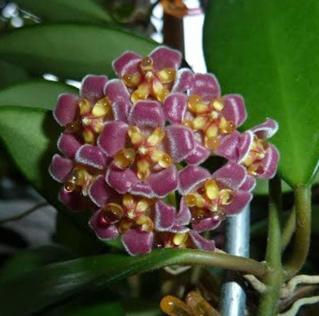 Hoya Burtoniae (jiffy sized) - Image 2