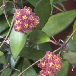 Hoya David Cummingii (jiffy sized)