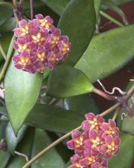 Hoya David Cummingii (jiffy sized)