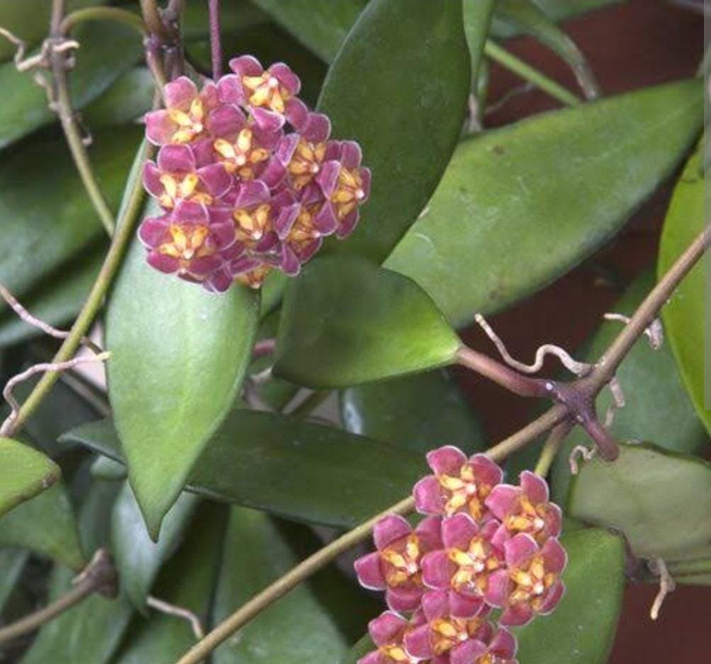 Hoya David Cummingii (jiffy sized) - Image 2