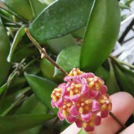 Hoya David Cummingii (jiffy sized)