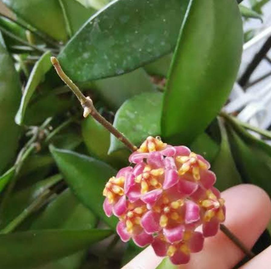 Hoya David Cummingii (jiffy sized)