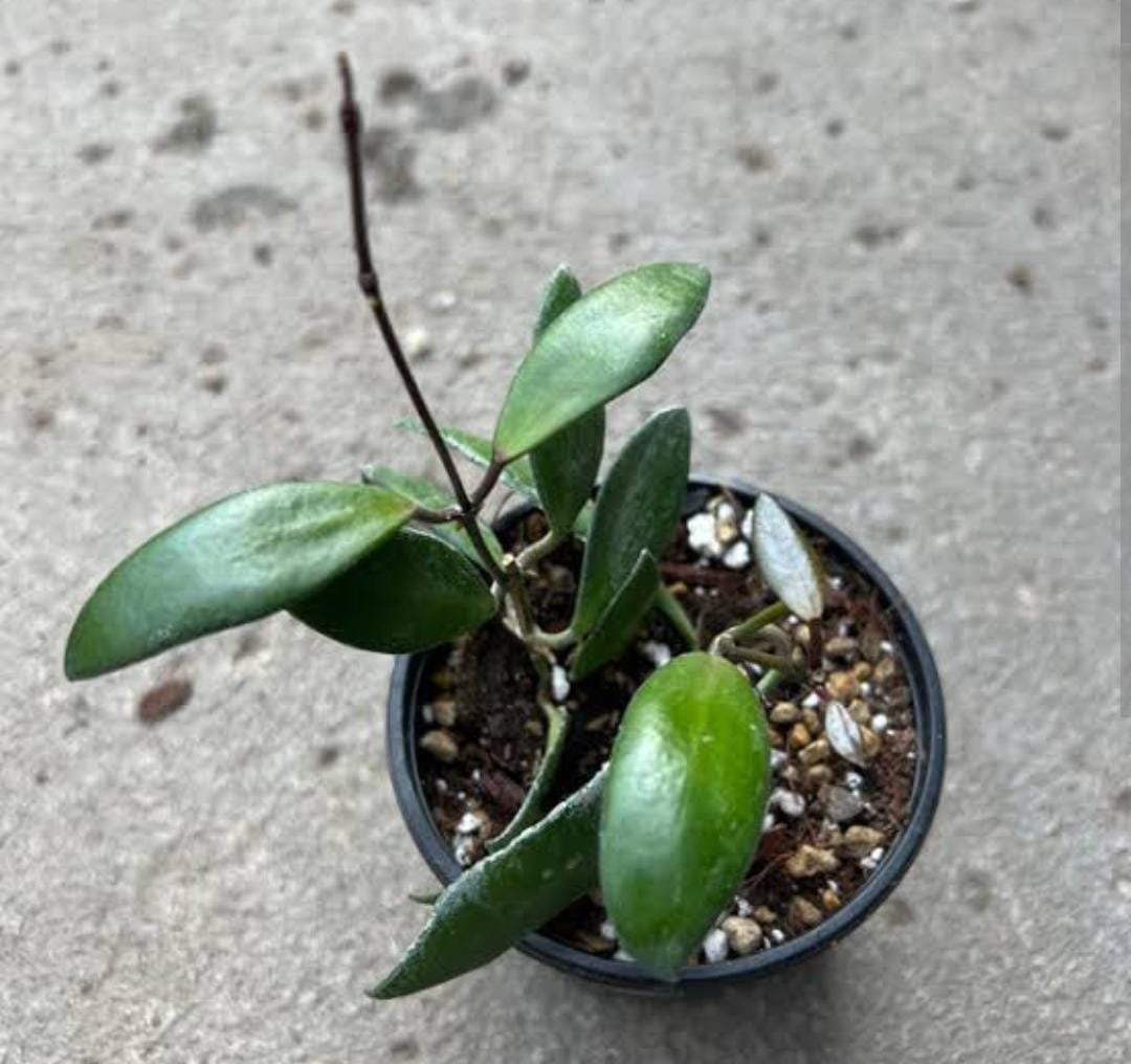 Hoya David Cummingii (jiffy sized) - Image 3