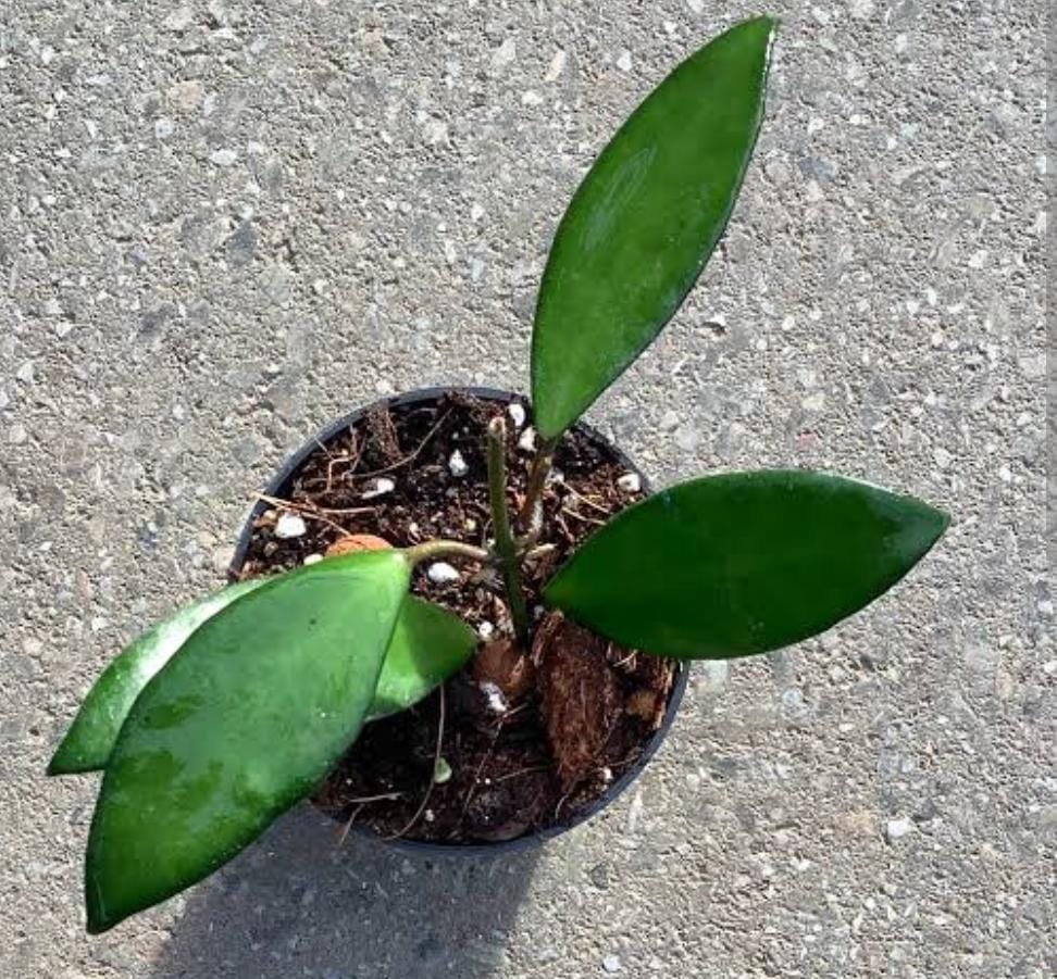 Hoya David Cummingii (jiffy sized) - Image 4