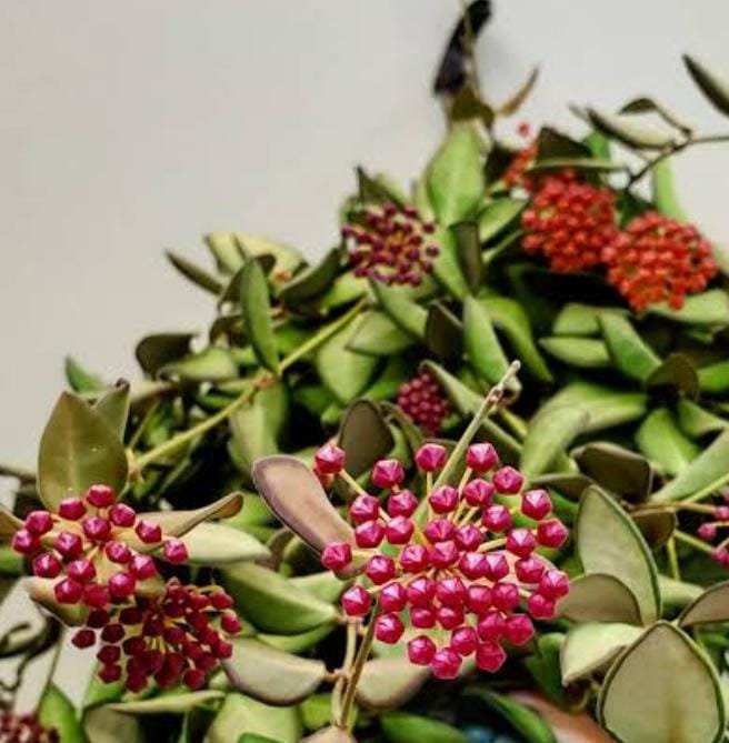 Hoya Burtoniae (jiffy sized) - Image 3