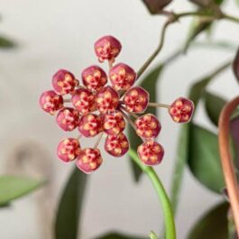Hoya Burtoniae (jiffy sized)
