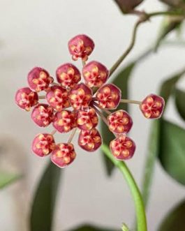Hoya Burtoniae (jiffy sized)